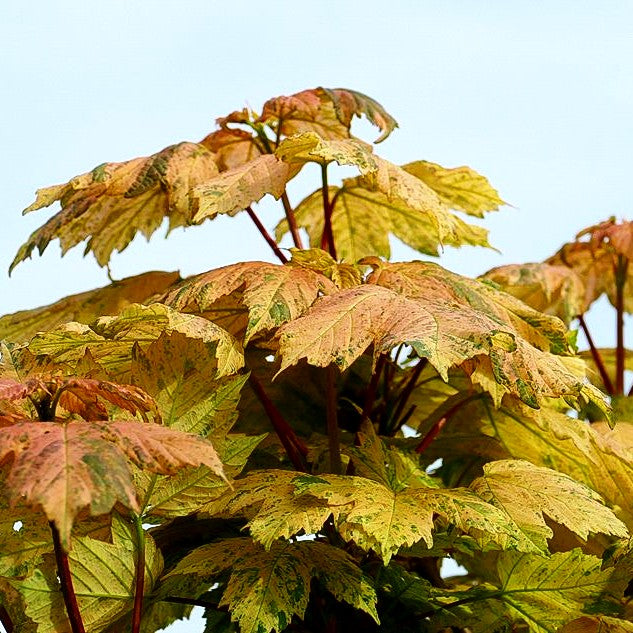 Berg-Ahorn 'Hermitage' (Acer pseudoplatanus)