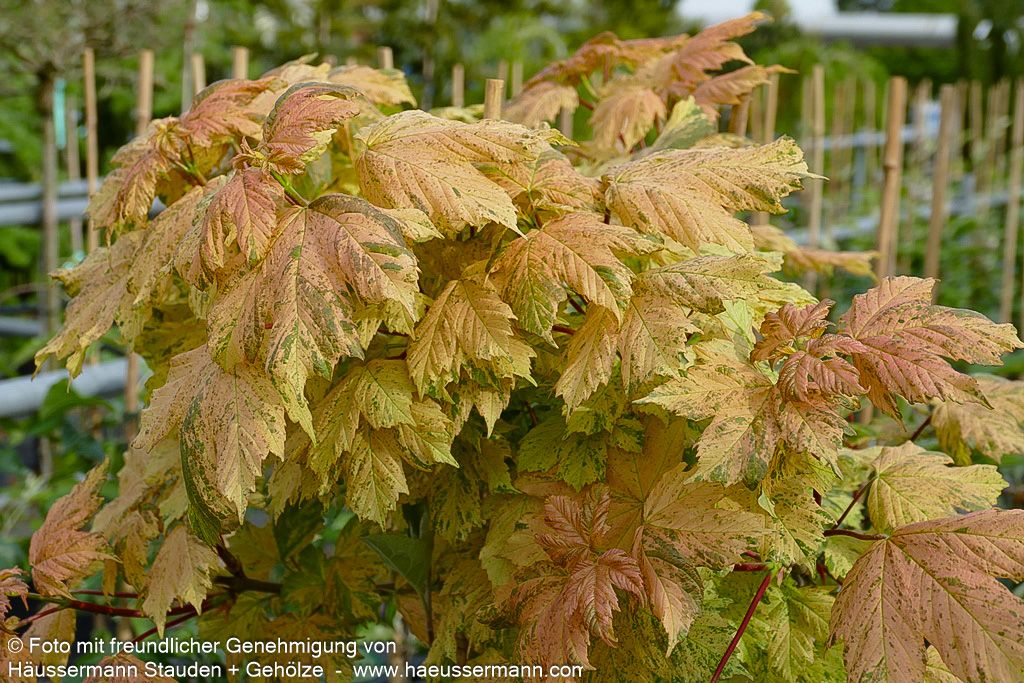 Berg-Ahorn 'Hermitage' (Acer pseudoplatanus)
