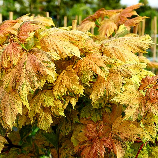 Berg-Ahorn 'Hermitage' (Acer pseudoplatanus)