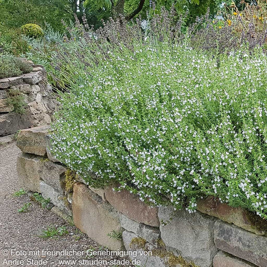 Berg-Bohnenkraut (Satureja montana)