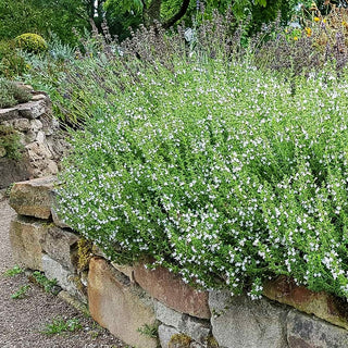 Berg-Bohnenkraut (Satureja montana)