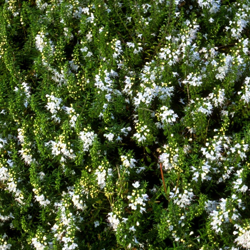 Berg-Bohnenkraut (Satureja montana)