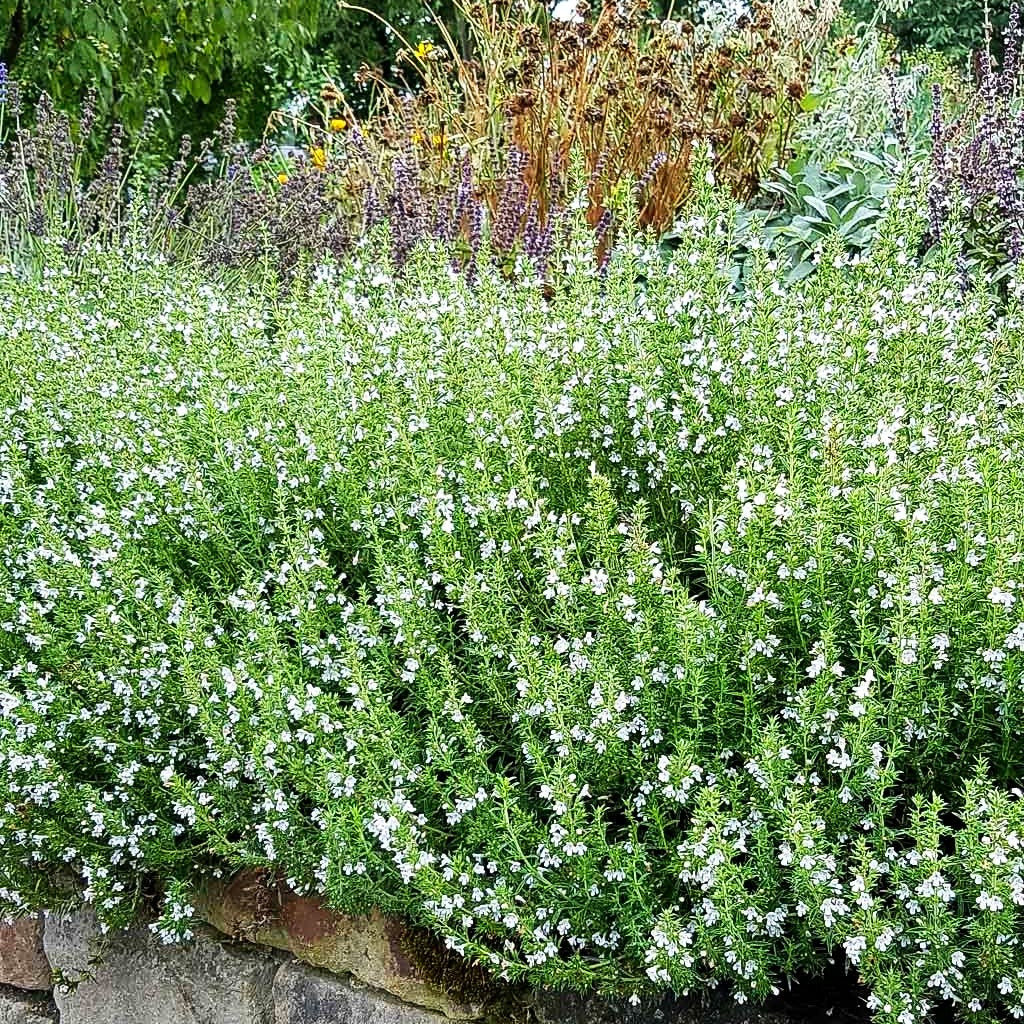 Berg-Bohnenkraut (Satureja montana)