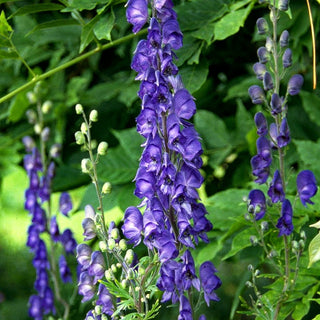 Berg-Eisenhut (Aconitum napellus)