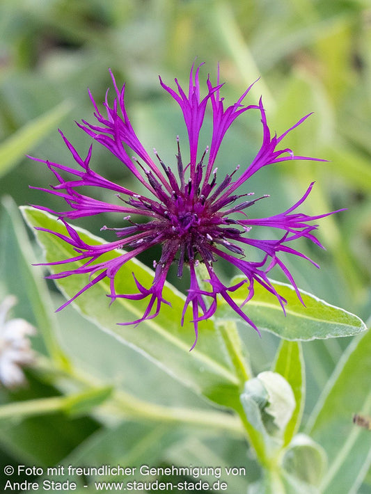 Berg-Flockenblume 'Amethyst Dream' (Centaurea montana)