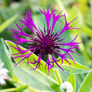 Berg-Flockenblume 'Amethyst Dream' (Centaurea montana)