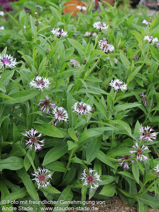 Berg-Flockenblume 'Amethyst in Snow' (Centaurea montana)