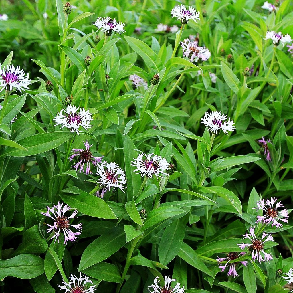 Berg-Flockenblume 'Amethyst in Snow' (Centaurea montana)