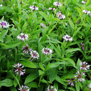 Berg-Flockenblume 'Amethyst in Snow' (Centaurea montana)