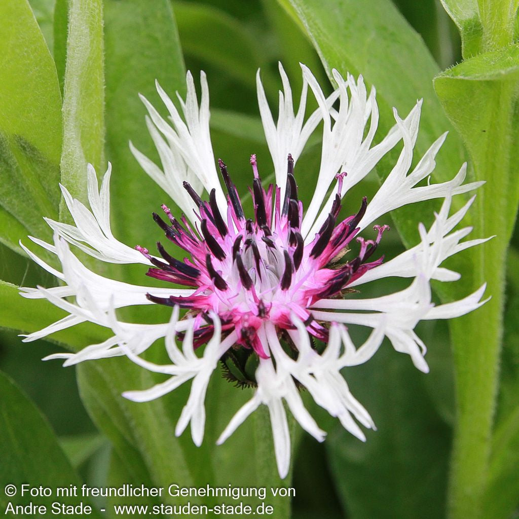 Berg-Flockenblume 'Amethyst in Snow' (Centaurea montana)