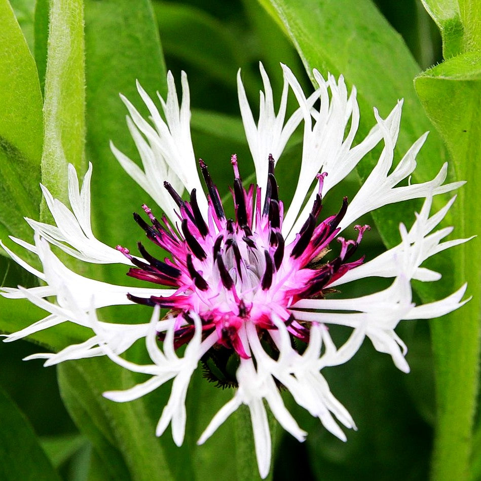 Berg-Flockenblume 'Amethyst in Snow' (Centaurea montana)