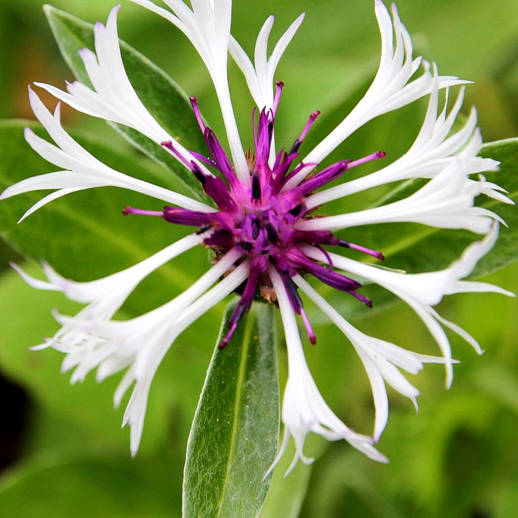 Berg-Flockenblume 'Amethyst in Snow' (Centaurea montana)