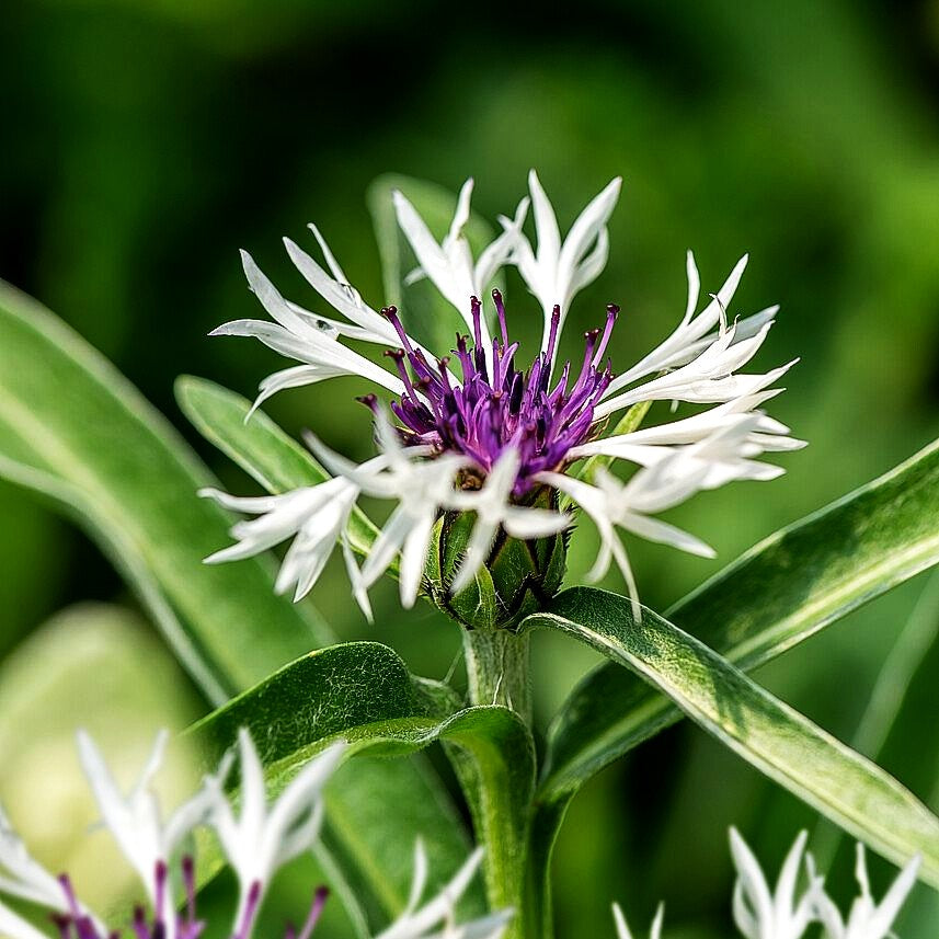 Berg-Flockenblume 'Amethyst in Snow' (Centaurea montana)