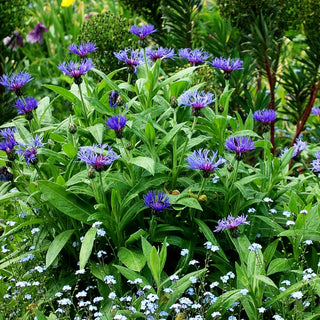 Berg-Flockenblume (Centaurea montana)
