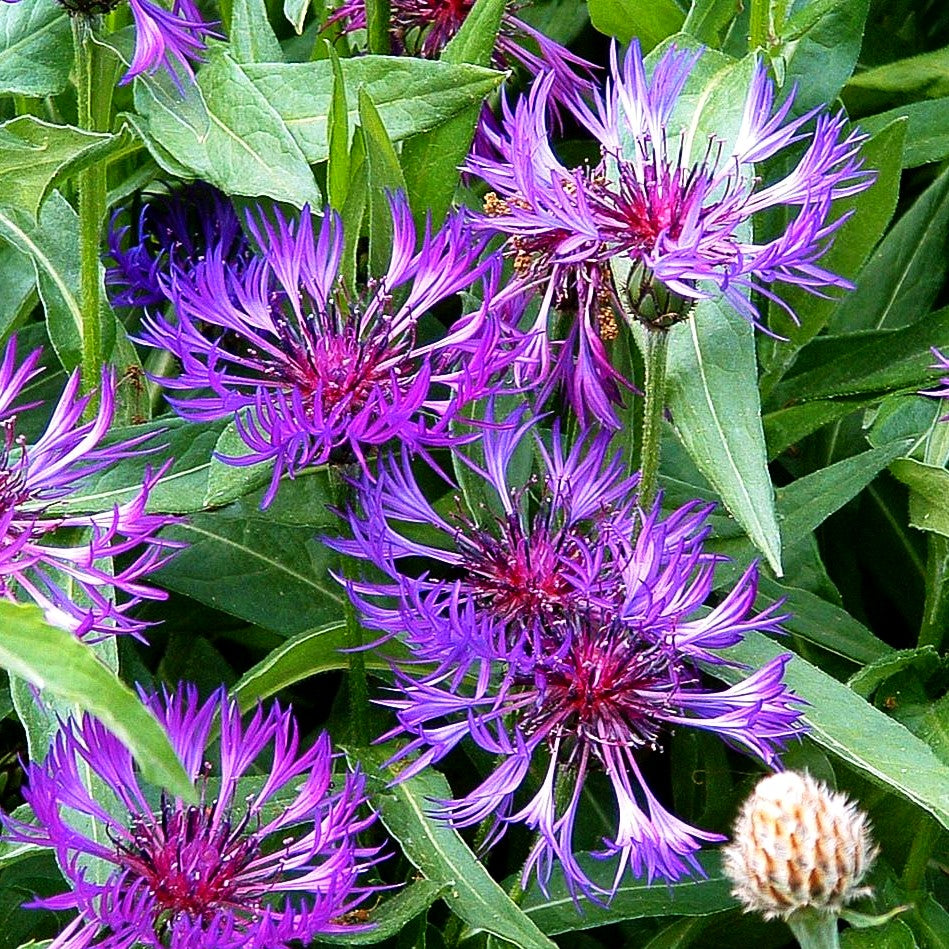 Berg-Flockenblume (Centaurea montana)