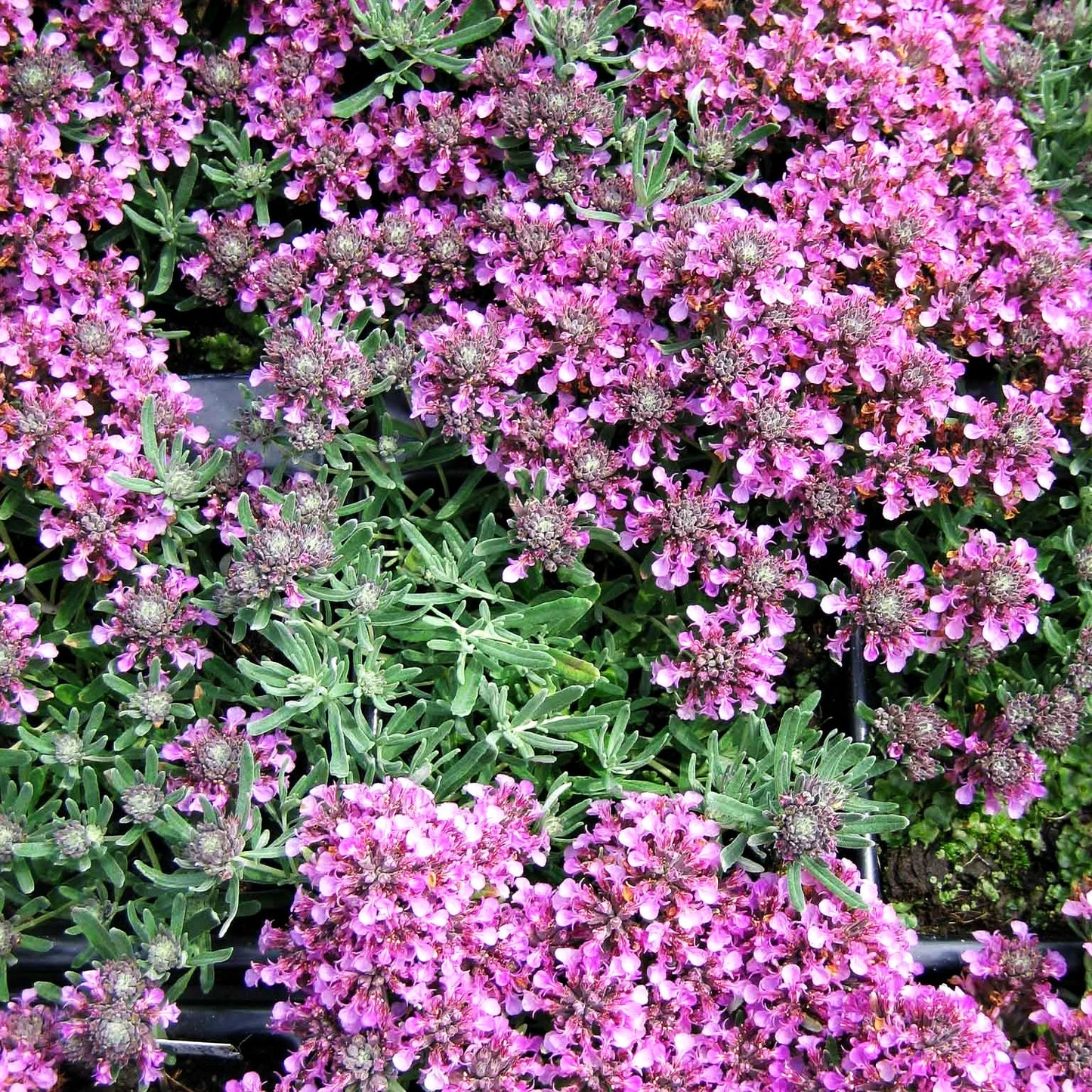Berg-Gamander 'Purpureum' (Teucrium montanum)