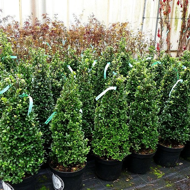 Berg-Ilex 'Dark Green' (Ilex crenata)