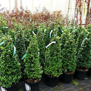 Berg-Ilex 'Dark Green' (Ilex crenata)