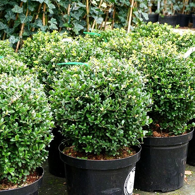 Berg-Ilex 'Dark Green' (Ilex crenata)