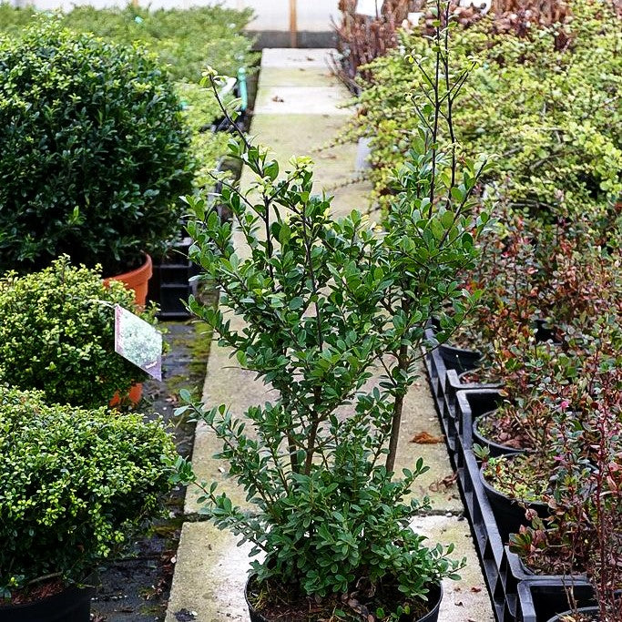 Berg-Ilex 'Dark Green' (Ilex crenata)