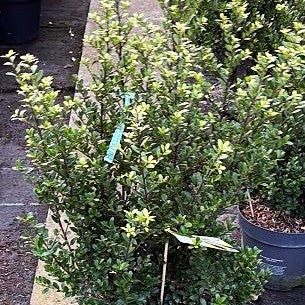 Berg-Ilex 'Dark Green' (Ilex crenata)