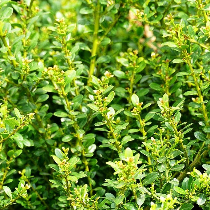 Berg-Ilex 'Glorie Dwarf' (Ilex crenata)