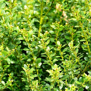 Berg-Ilex 'Glorie Dwarf' (Ilex crenata)