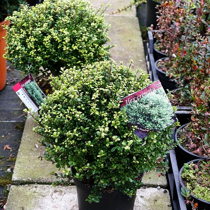 Berg-Ilex 'Glorie Dwarf' (Ilex crenata)