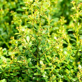 Berg-Ilex 'Glorie Gem' (Ilex crenata)