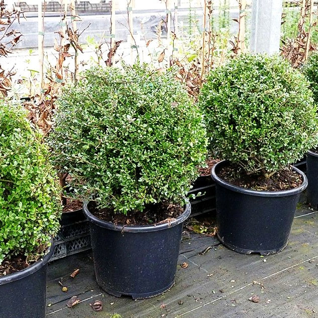 Berg-Ilex 'Glorie Gem' (Ilex crenata)