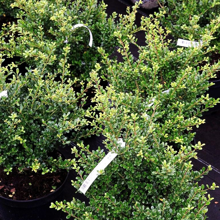 Berg-Ilex 'Glorie Gem' (Ilex crenata)