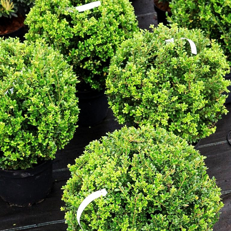 Berg-Ilex 'Glorie Gem' (Ilex crenata)