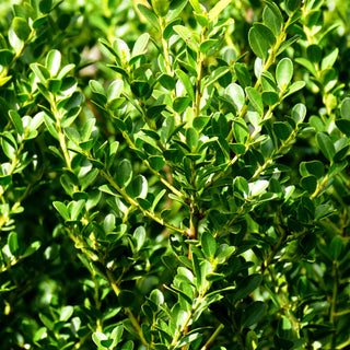 Berg-Ilex 'Green Hedge' (Ilex crenata)