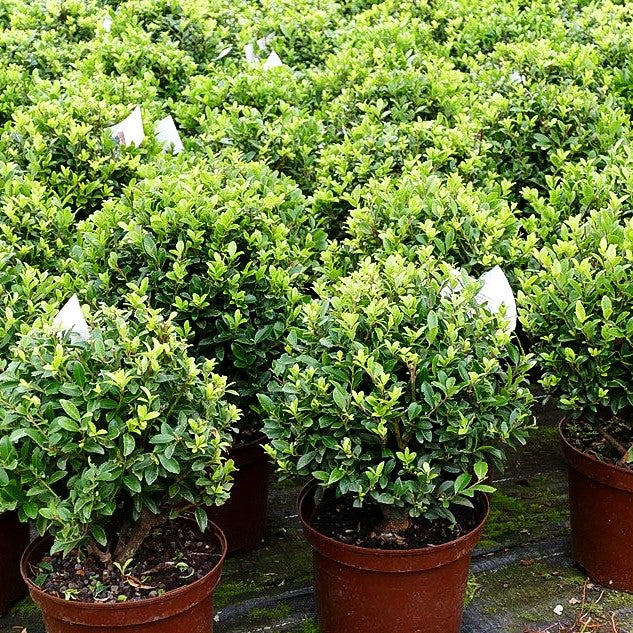 Berg-Ilex 'Impala' (Ilex maximowicziana)