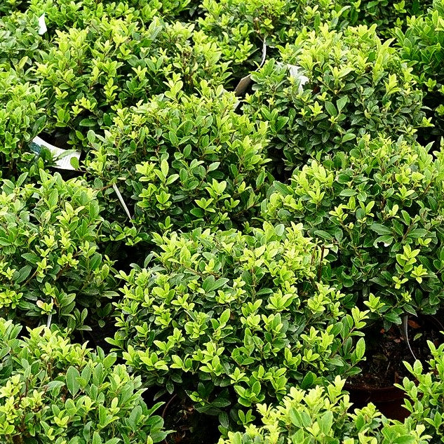 Berg-Ilex 'Impala' (Ilex maximowicziana)