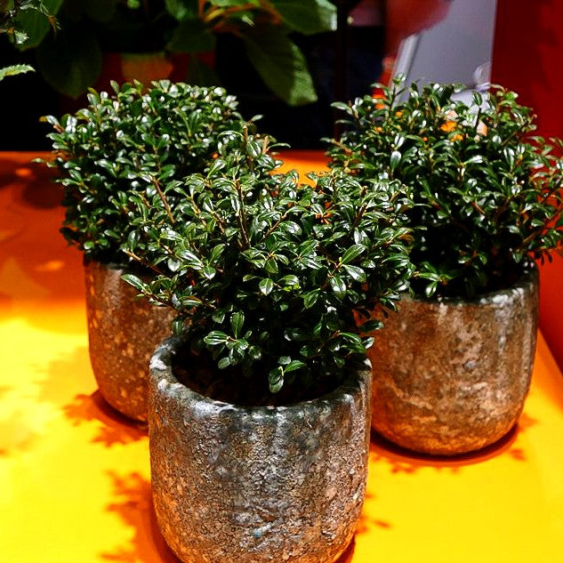 Berg-Ilex 'LUXUS Globe' (Ilex crenata)