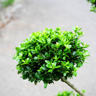 Berg-Ilex 'Maxima' (Ilex crenata)