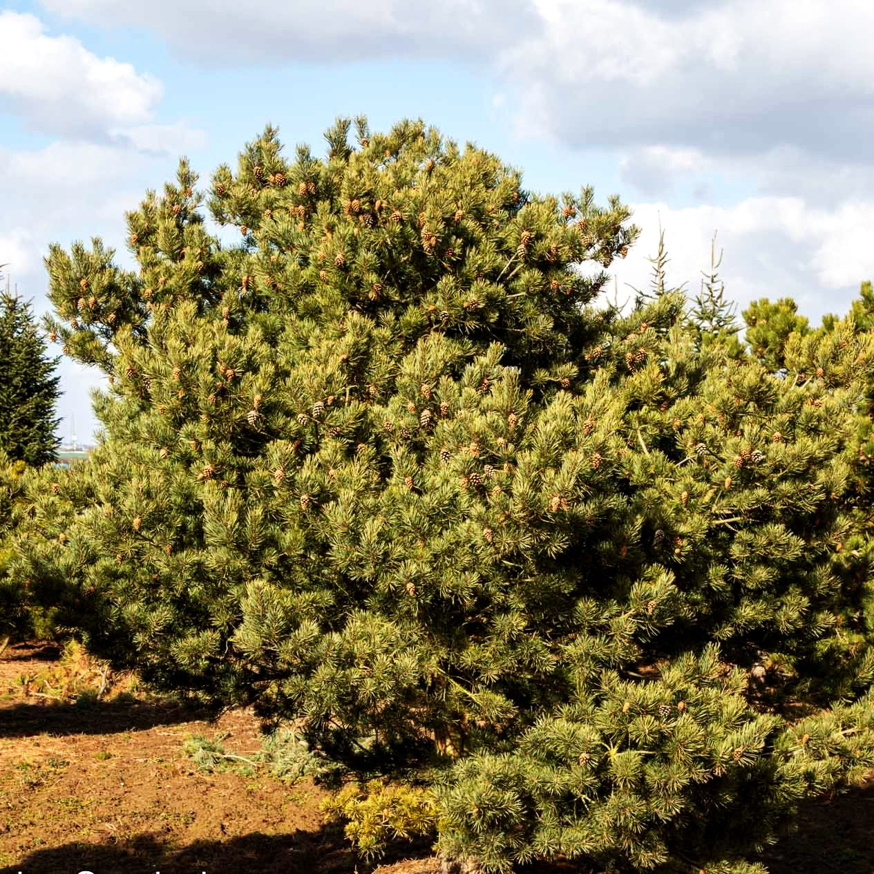 Berg-Kiefer (Pinus mugo)