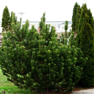Berg-Kiefer (Pinus mugo)