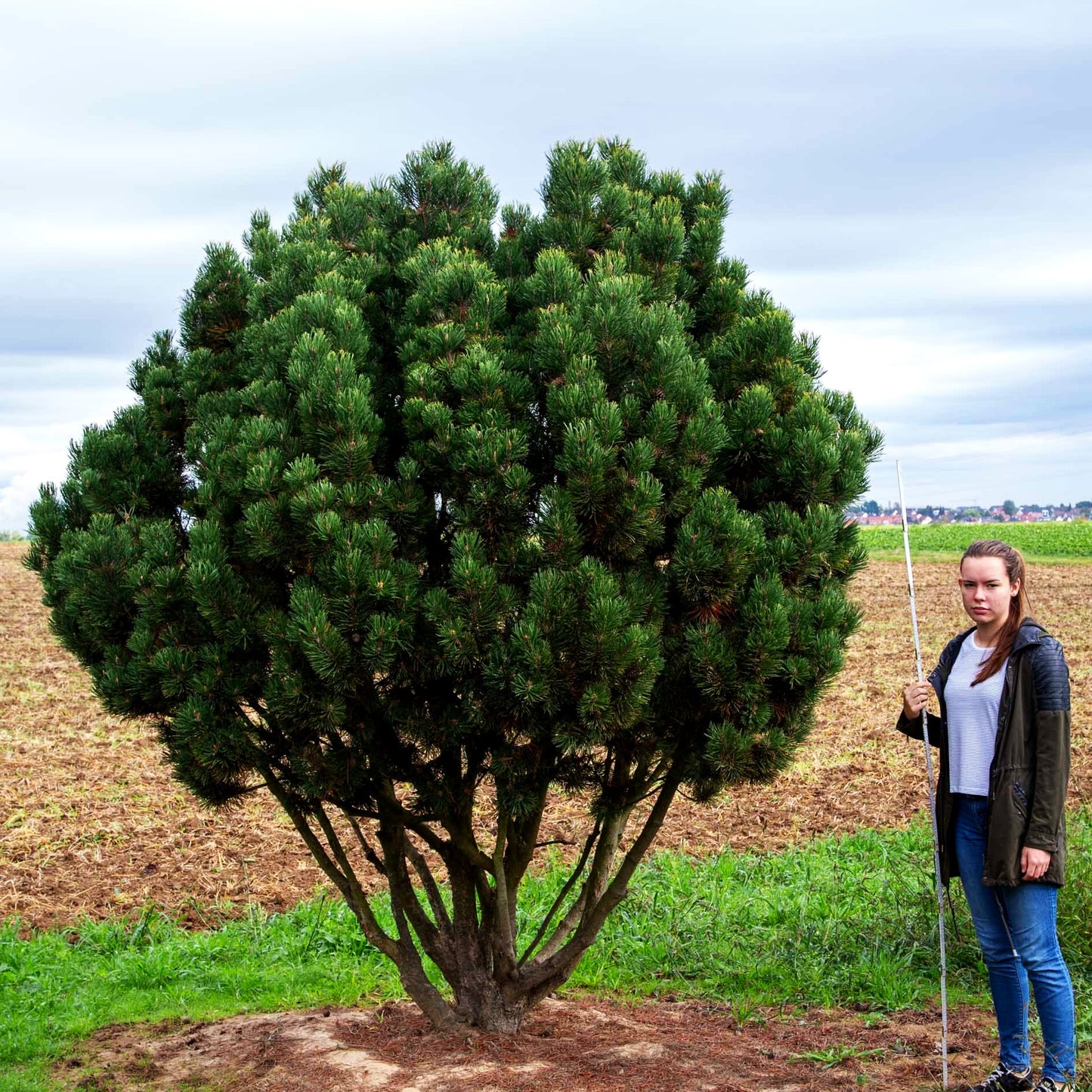 Berg-Kiefer (Pinus mugo)