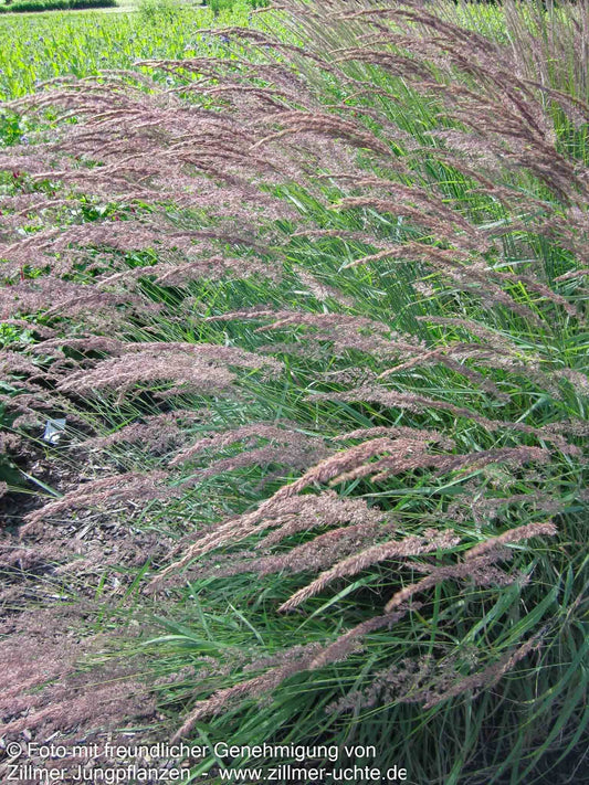 Berg-Reitgras (Calamagrostis varia)