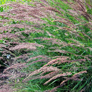 Berg-Reitgras (Calamagrostis varia)