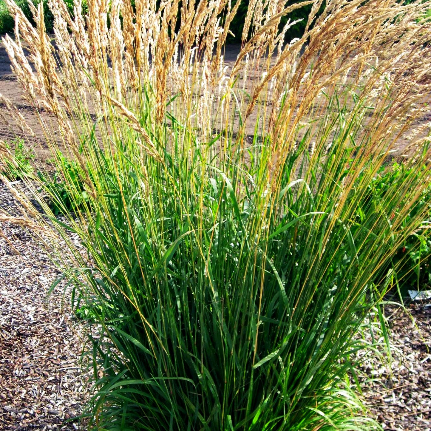 Berg-Reitgras (Calamagrostis varia)
