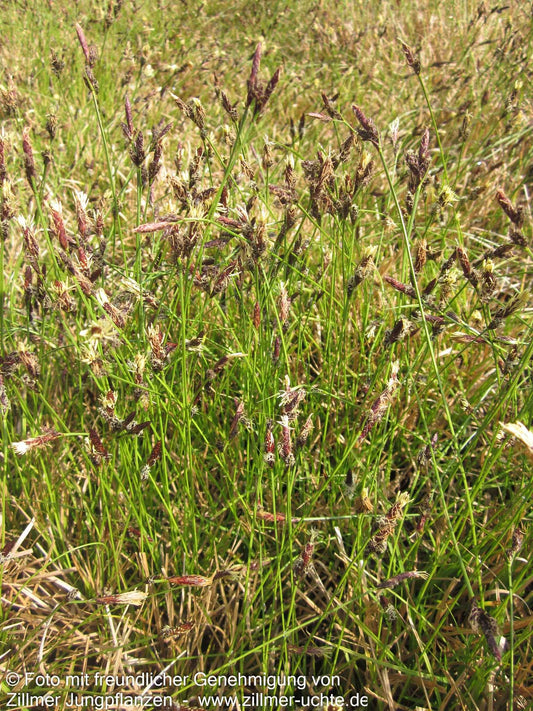 Berg-Segge (Carex montana)