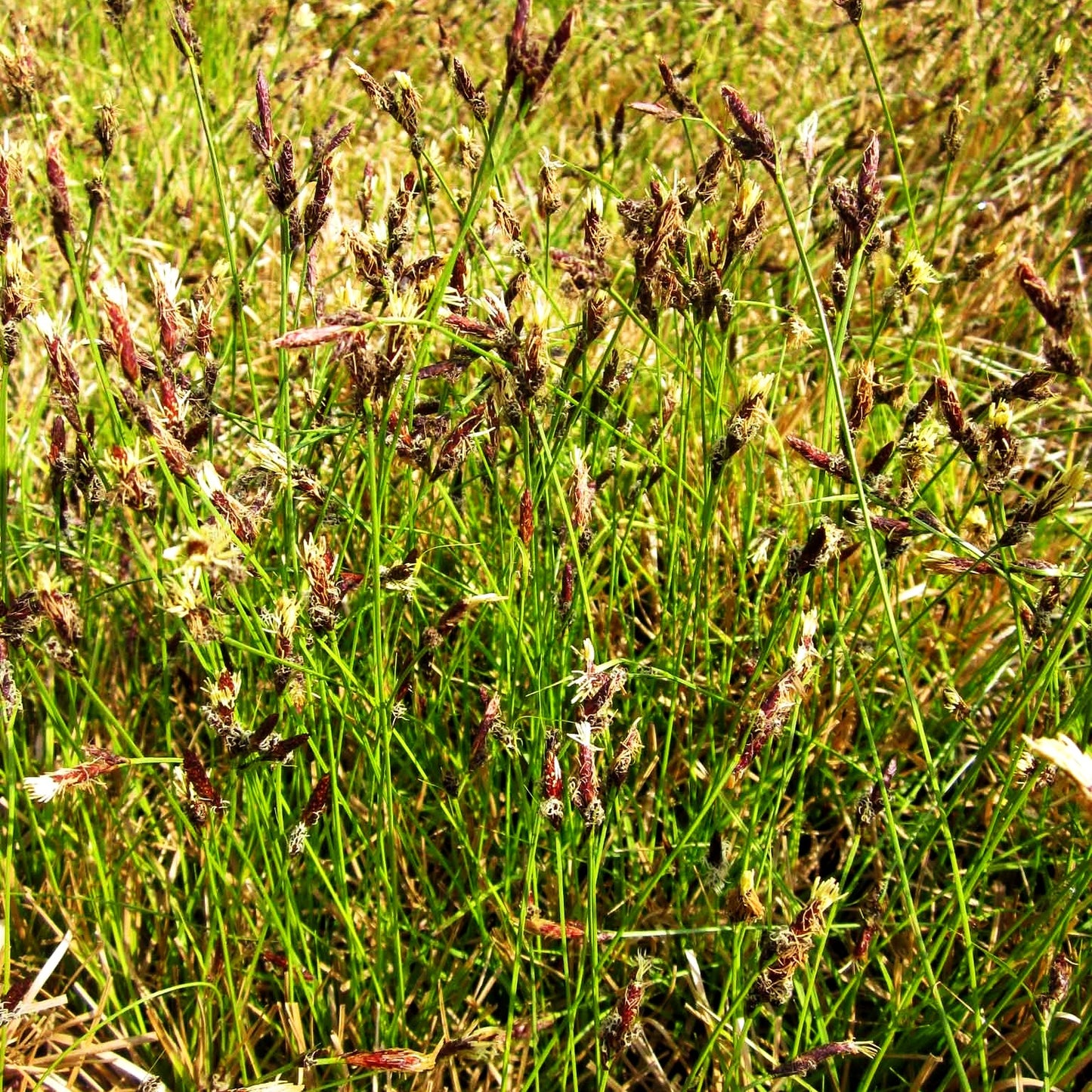 Berg-Segge (Carex montana)