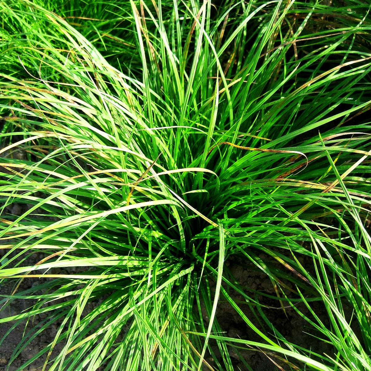 Berg-Segge (Carex montana)