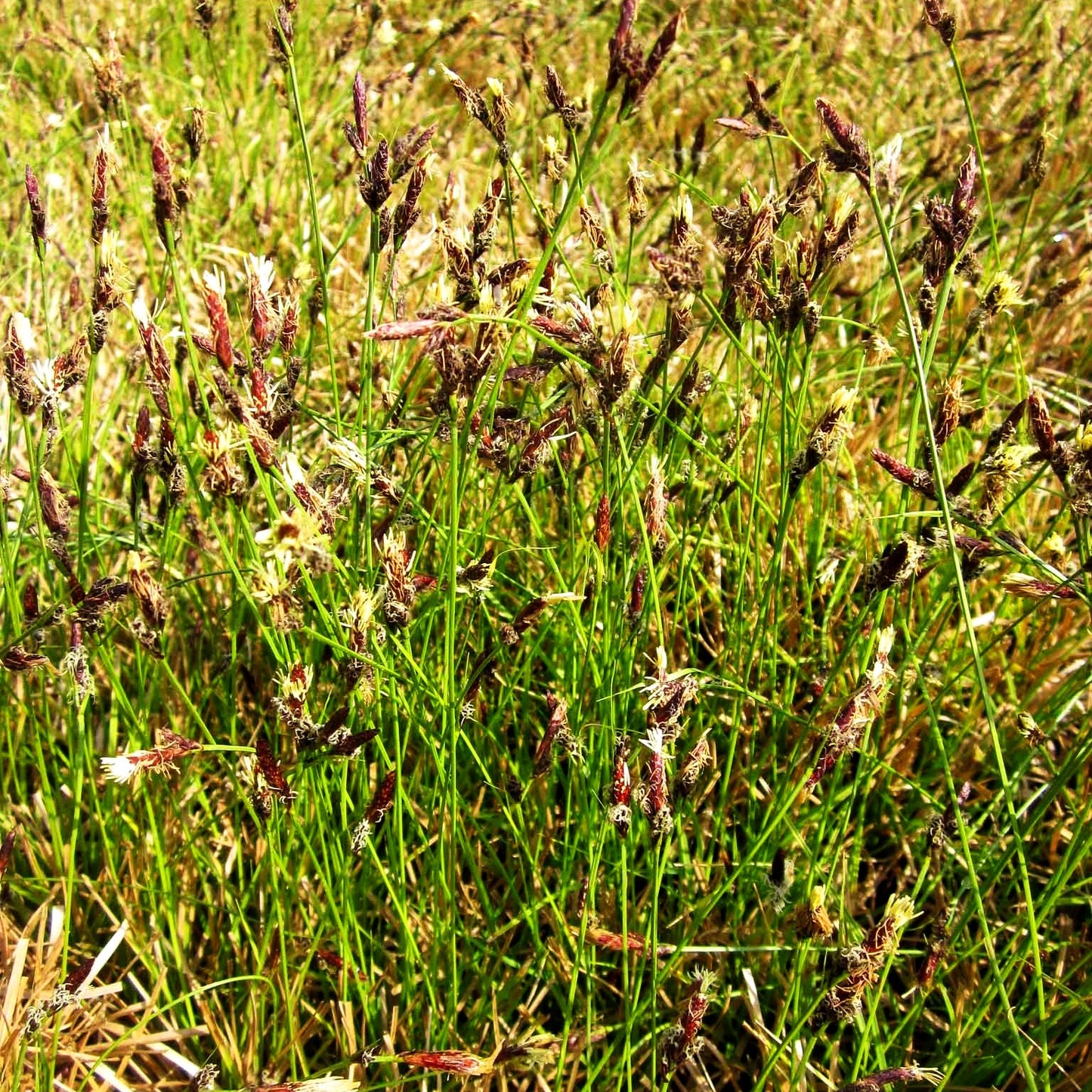 Berg-Segge (Carex montana)