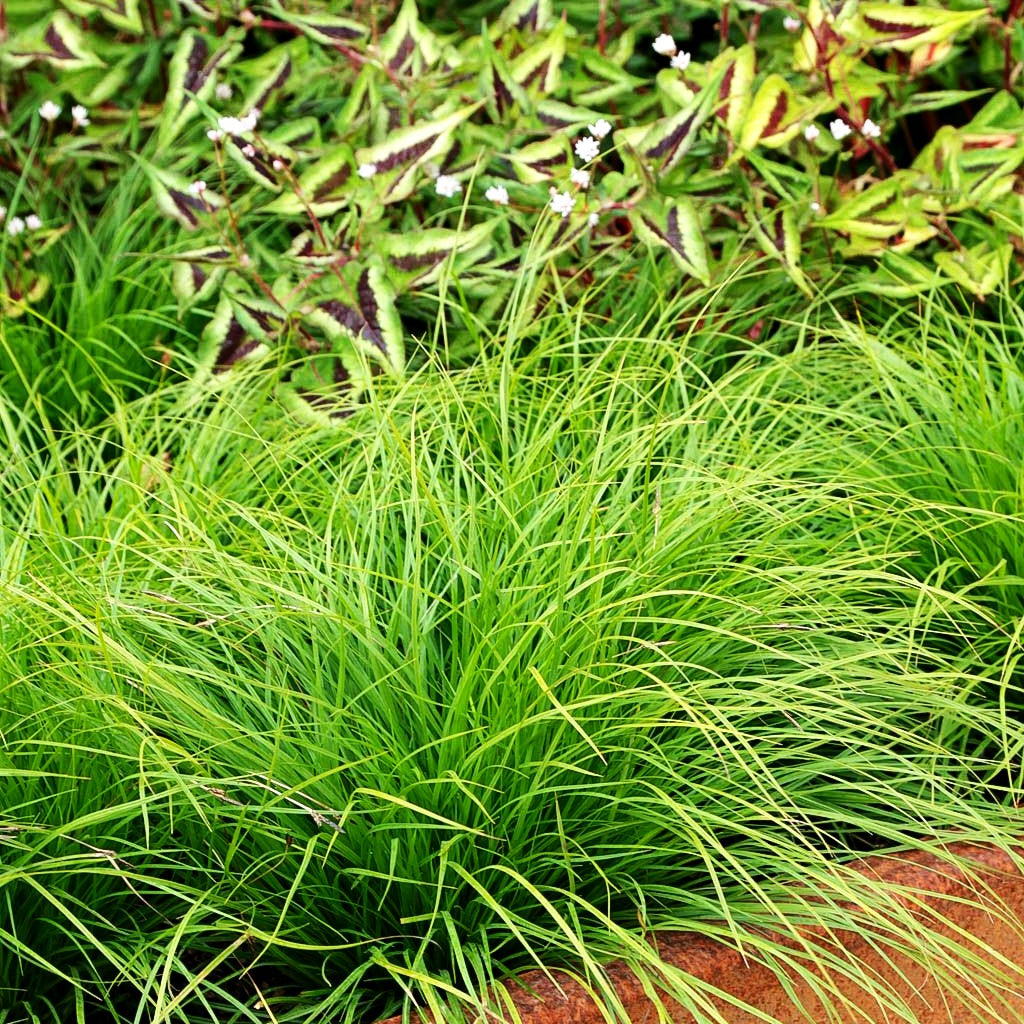 Berg-Segge (Carex montana)
