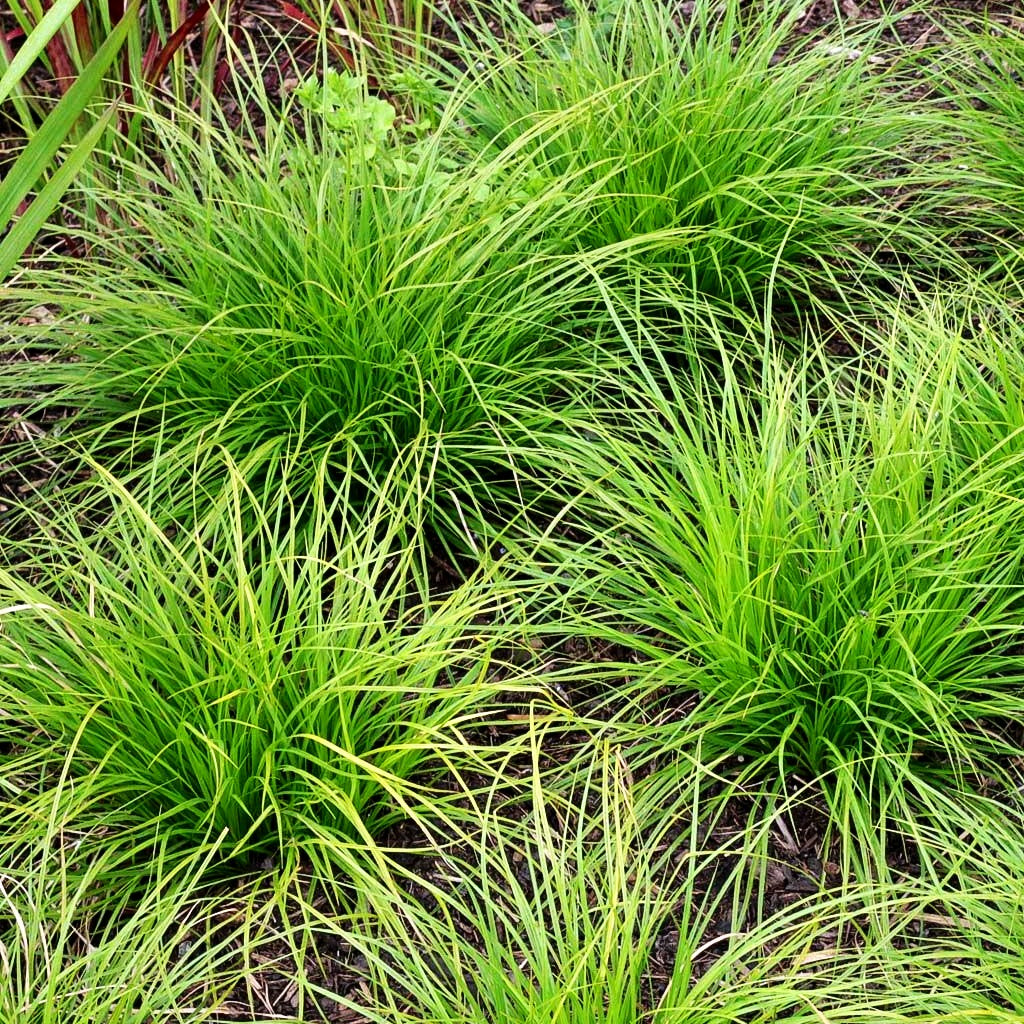 Berg-Segge (Carex montana)