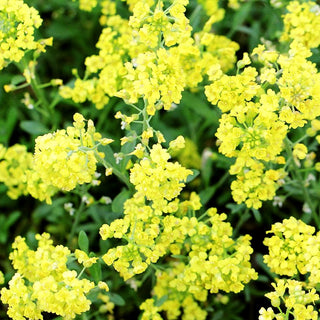Berg-Steinkraut 'Berggold' (Alyssum montanum)